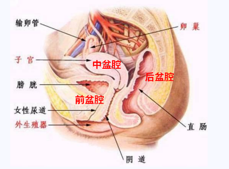 產(chǎn)后盆底康復(fù)，要不要做？